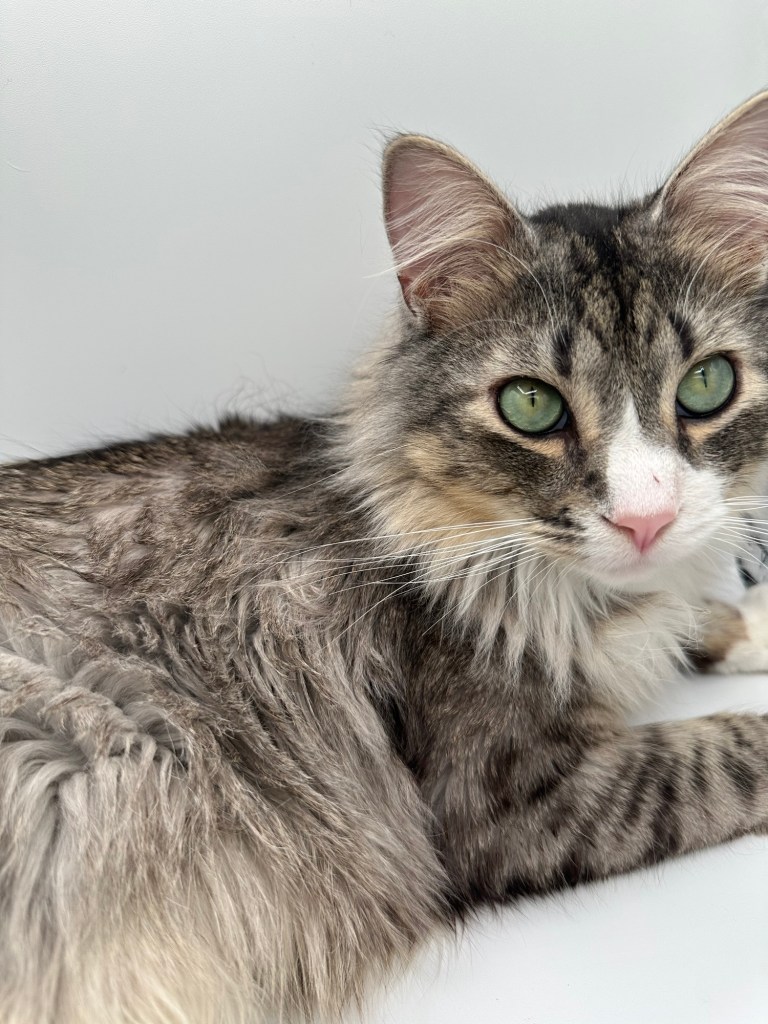 A close-up image of a fluffy cat with striking green eyes and a mix of gray and brown fur, resting on a white surface.